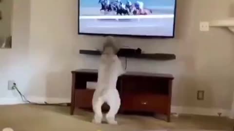 The dog is the best cheerleader in the world