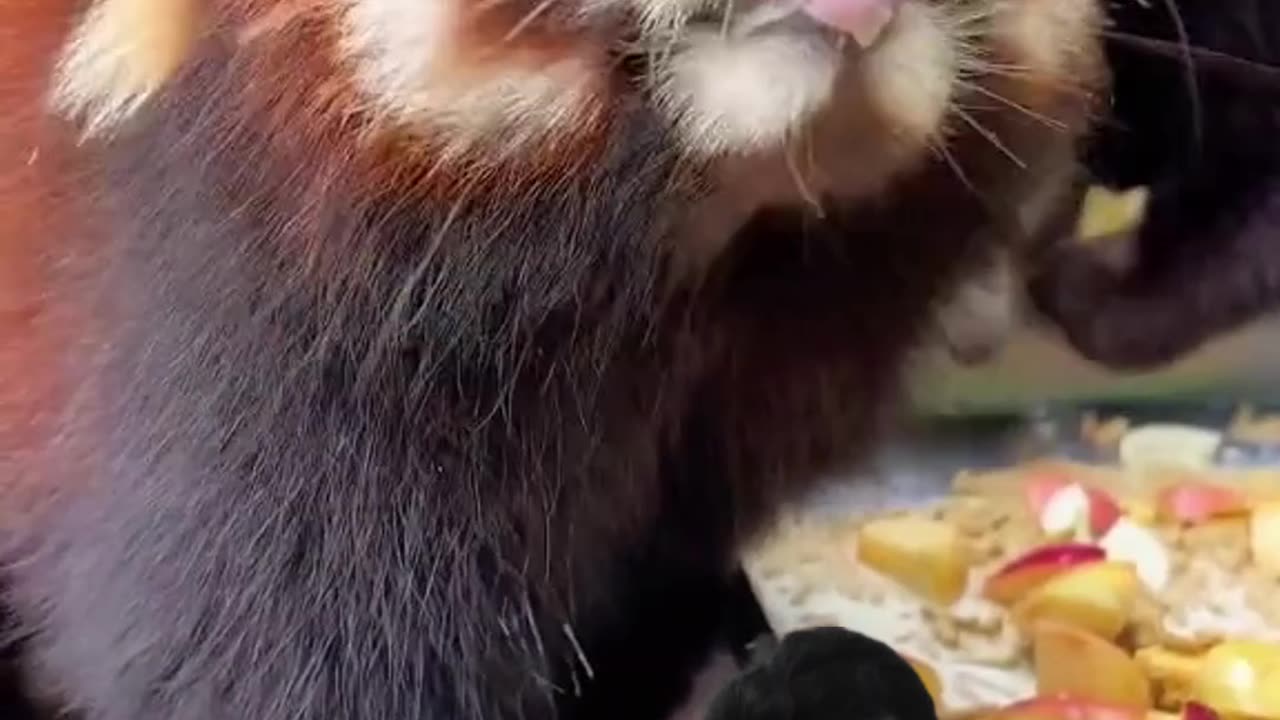 Panda eats apples | #panda #pandaeats #happy #fun #funny_short #ns_uttam_kumar_biswas