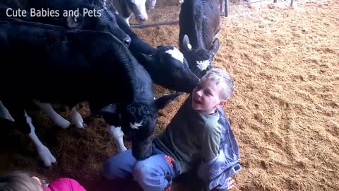 funny videos of babies and animals tops