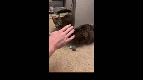 Kitty don't want to listen anyone... Angry cat
