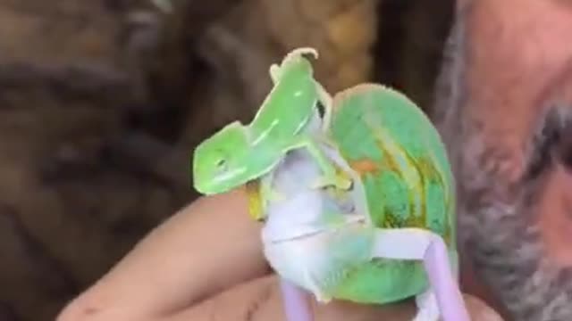 Check out these crazy chameleons we got here at the Reptile Zoo!