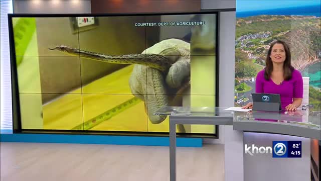 Snake found at Kapolei Home Depot