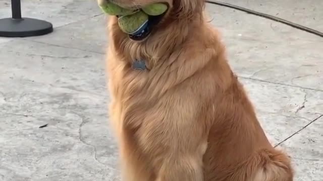 wildanimalsdoingthings - (ig Finnyboymolloy) #fyp #dogs #SNOOZZZAPALOOZA #Flashback