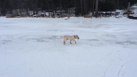 Blind Shar Pei runs in circles on frozen lake