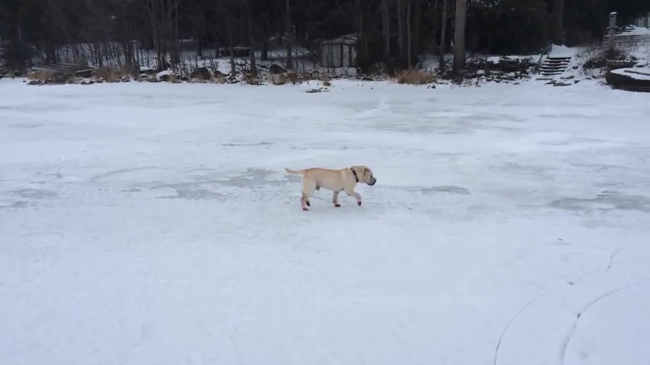 Blind Shar Pei runs in circles on frozen lake