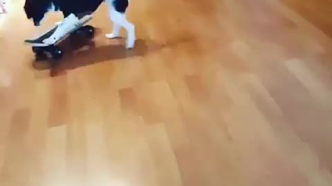 This dog is skating