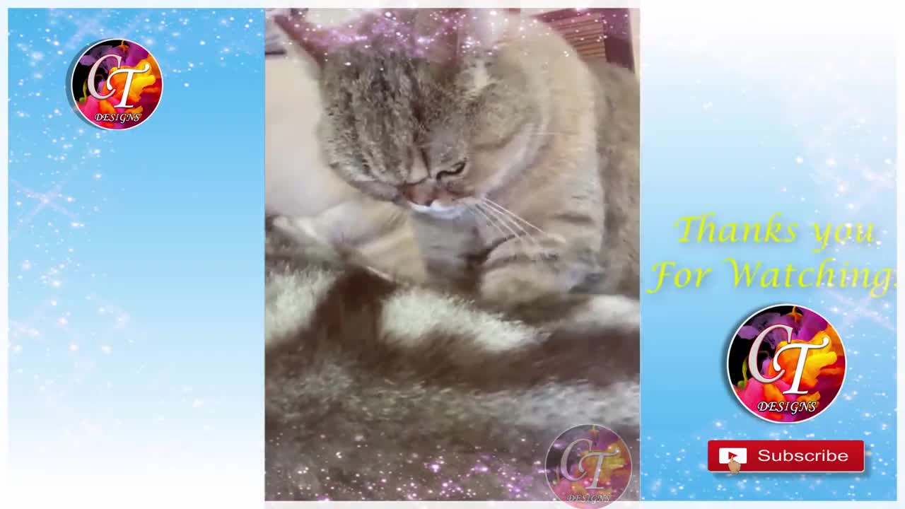 Cute Animals with Funny looks Second Episode