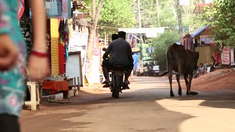 Cow walking down the street while vehicles and kids pass by