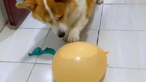 My dog pet play with bloons