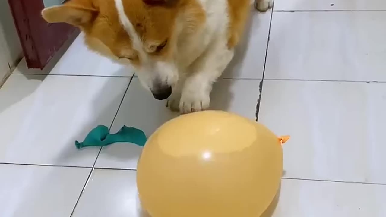 My dog pet play with bloons