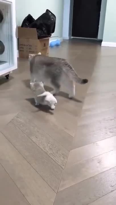 Cats Meeting Puppies for the First Time Compilation Video HD