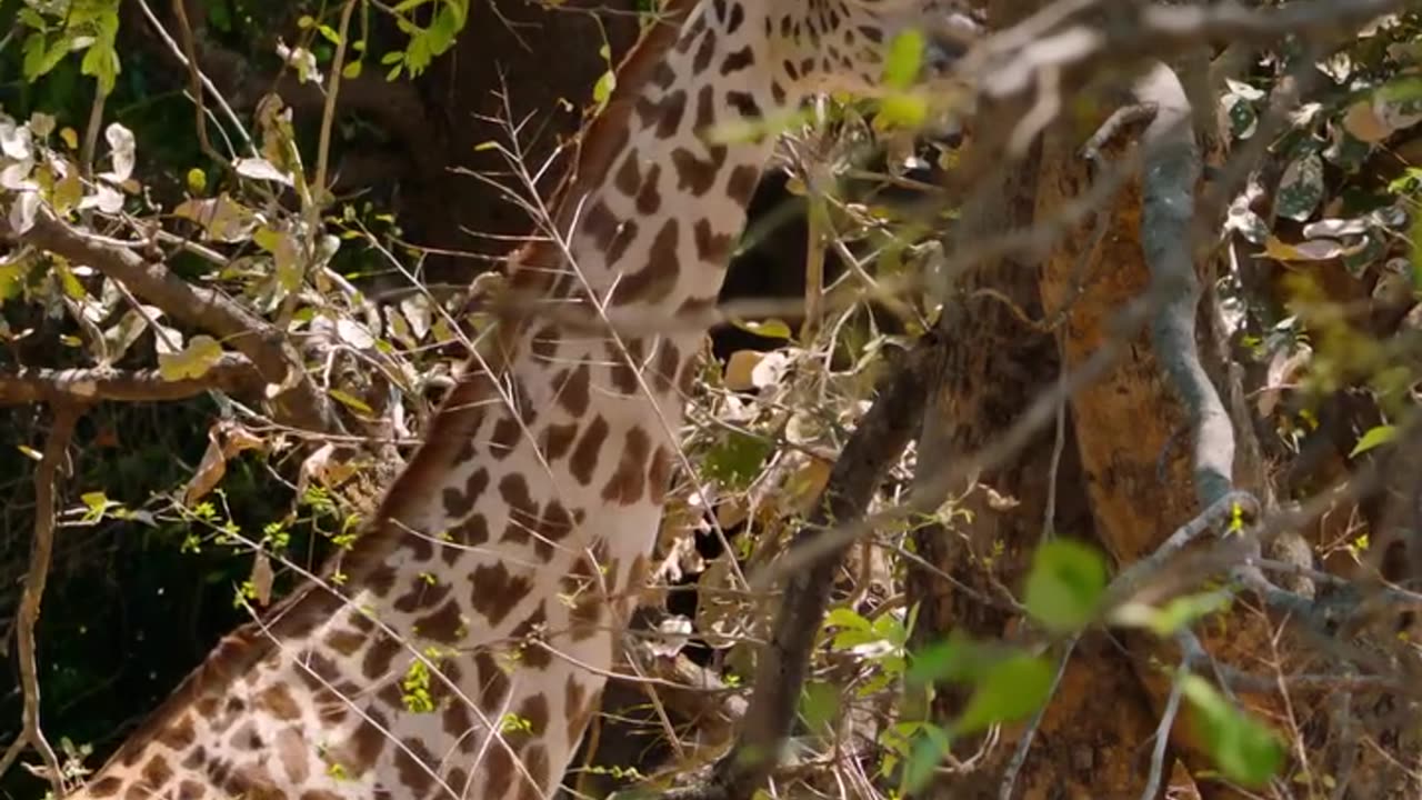 YOUNG LIONESS TARGETS GIRAFFE AND GETS LESSON IN HUNTING