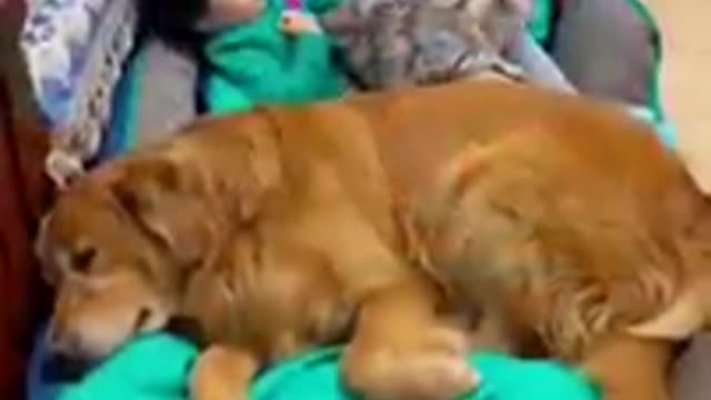 Funny cat with cute baby video
