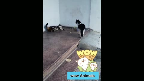 Funny animals video #2022