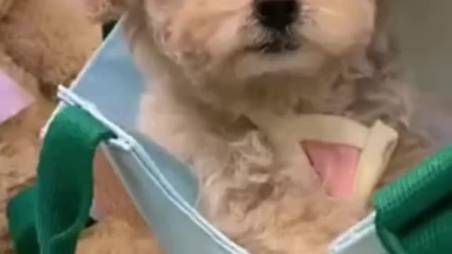 cute puppy in bag