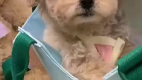 cute puppy in bag