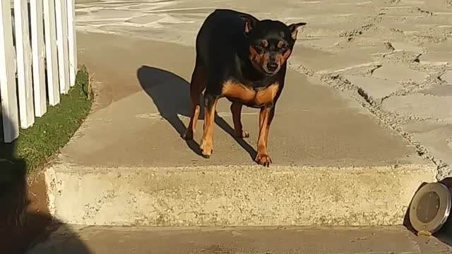 Watch how a man talks to a dog