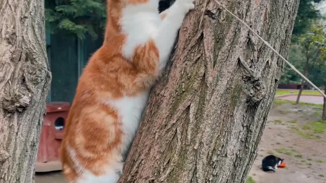 CAT is animals video