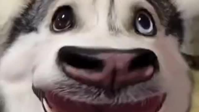 Husky: I Can Dance 😃😃😃 - Funny Animal Videos 2021 🙈😂