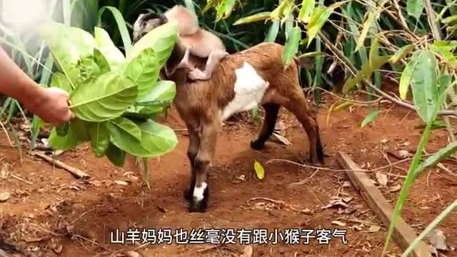 little goat