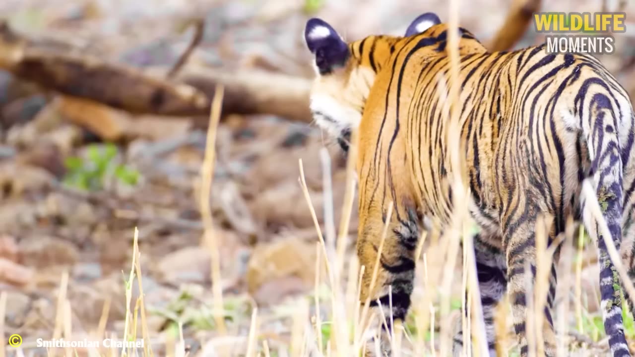 30 Moment Lion Vs Tiger Fight To Last Breath, What Happen Next?