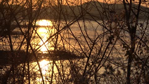 Sunset and sea and branches 2