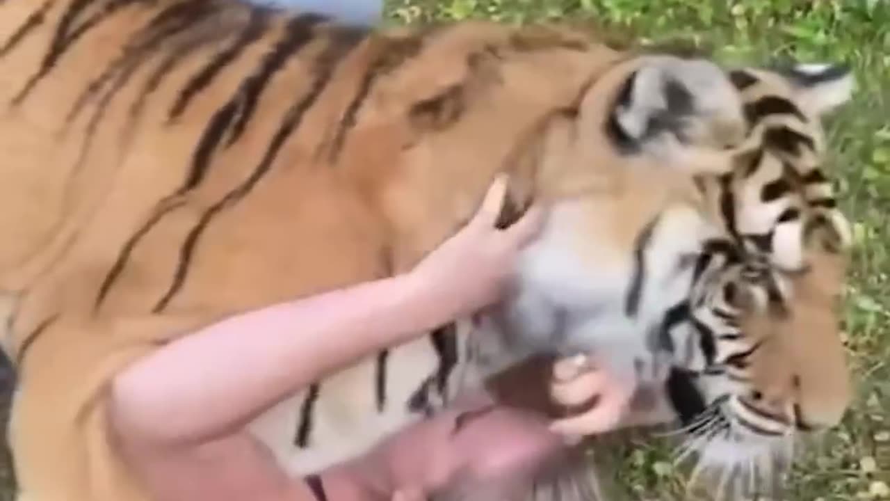 When animal love you