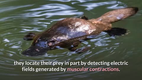 Platypus Description, Characteristics and Facts!