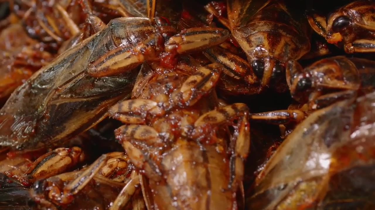 Eating Insects: Survival Stories and Cultural Traditions