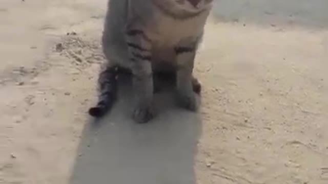 cute cat video cute cat 💛🧡.mp4