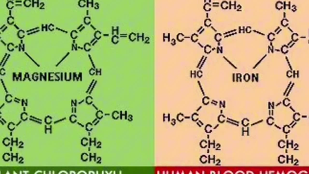 Unraveling the Mysteries of Chlorophyll: Nature's Oxygen Miracle