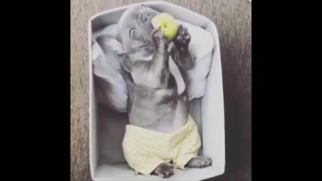 Funny Cute Puppy _ Dog Moments Try Not To Laugh 6