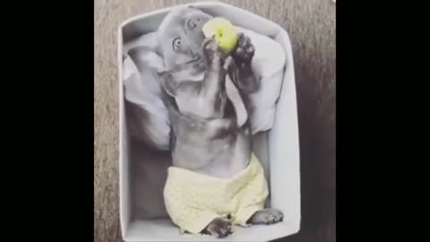 Funny Cute Puppy _ Dog Moments Try Not To Laugh 6