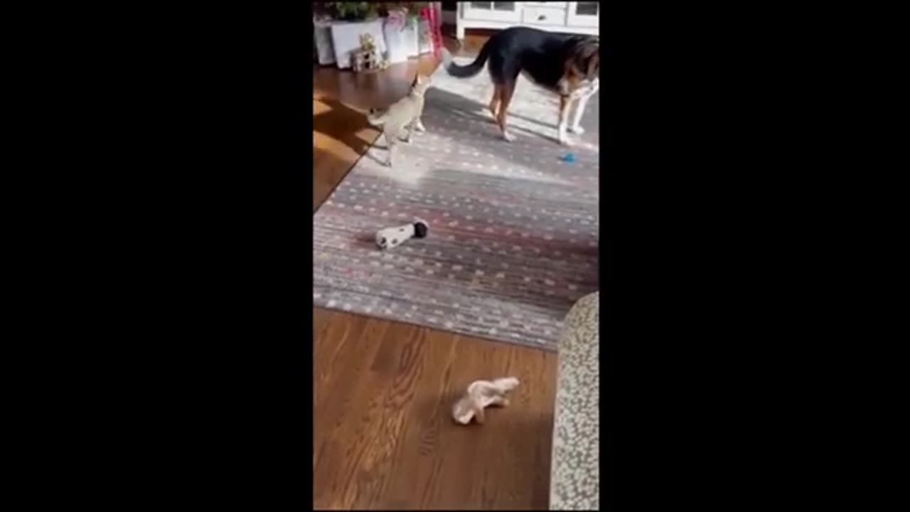 Funny Animal Videos of -2023, Dogs and Cats are Funny like anything