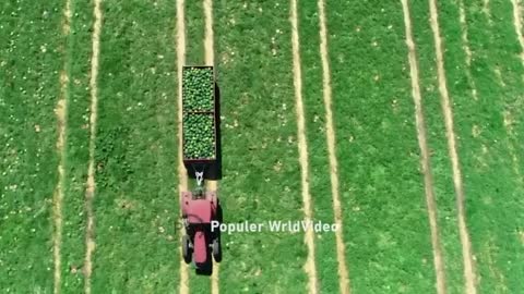 Watermelon production.