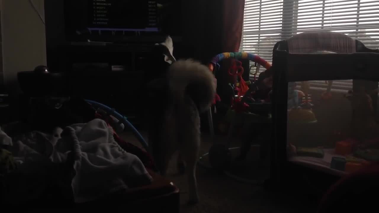 Howling husky sends baby into giggle fit