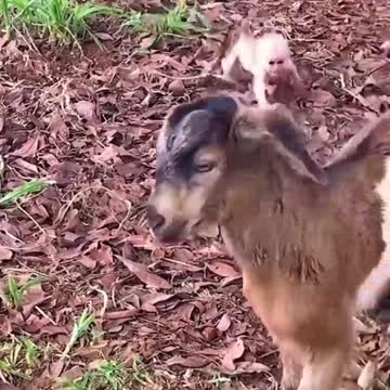 Animal love funny videos