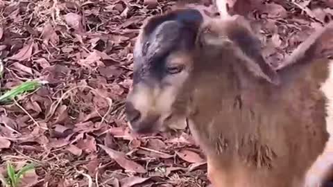 Animal love funny videos