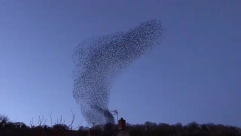 Starling Murmuration 18.02.19. Parwich, near Ashbourne. ©GeraldineCurtis