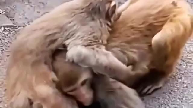 Video of monkey fights