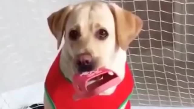 Cat and dogs funny😂|| videos