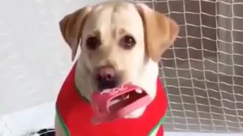 Cat and dogs funny😂|| videos