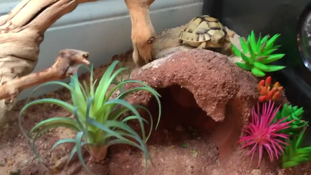 House turtle