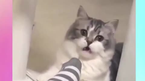 super funny cats