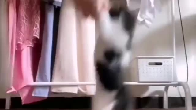 Dancing little cat