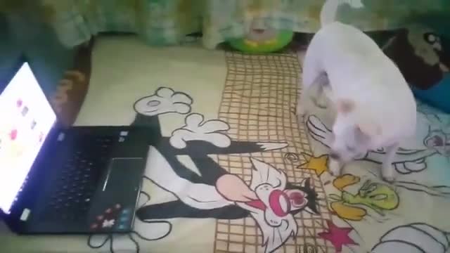 Dog Playing with Squeaky Toys Latest Compilation