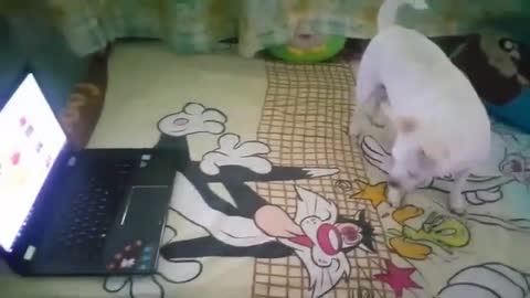 Dog Playing with Squeaky Toys Latest Compilation