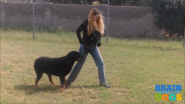 Brain Training for Dogs, Turn Your Dog into a Genius