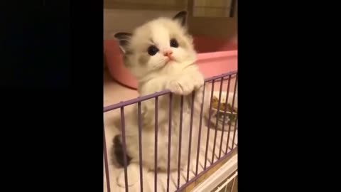 cute and fun animals video