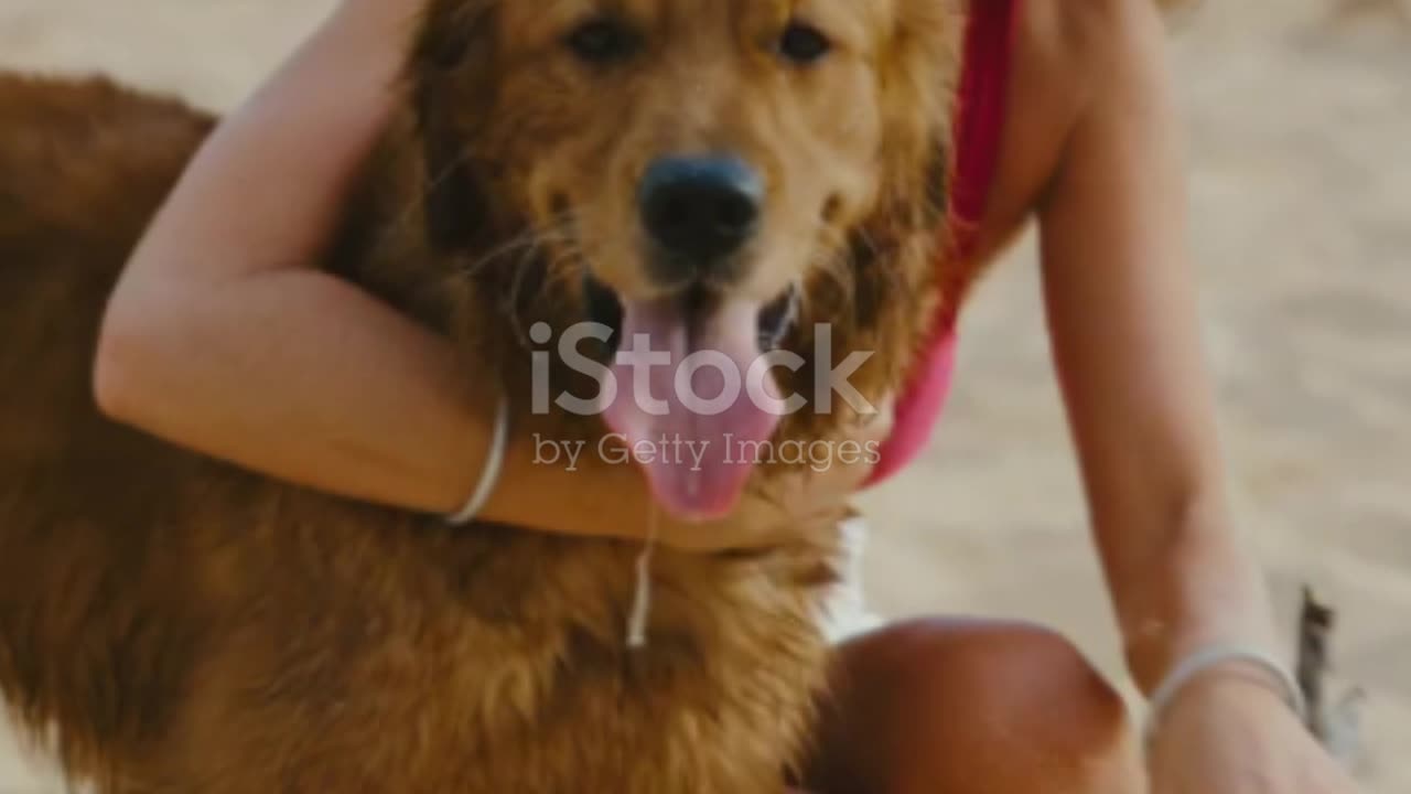 Viral Pooch: A Canine Sensation